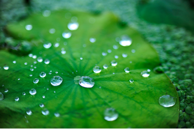Water droplets on a lotus leaf
